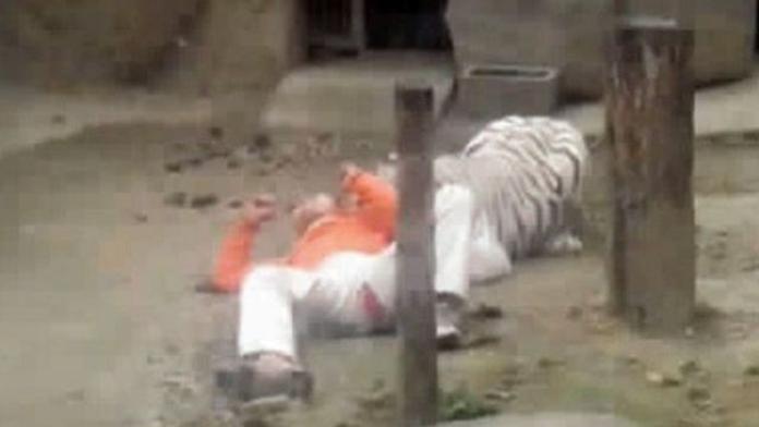 Horor v zoo: Mladík skočil mezi bílé tygry. Proč?