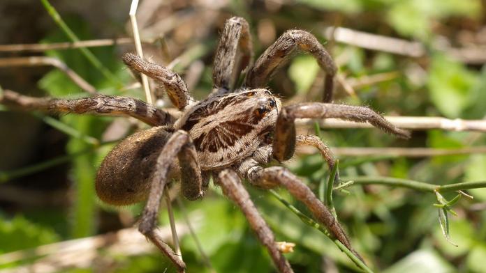 V Rakousku se rozšířily tarantule! Jsou blízko českých hranic