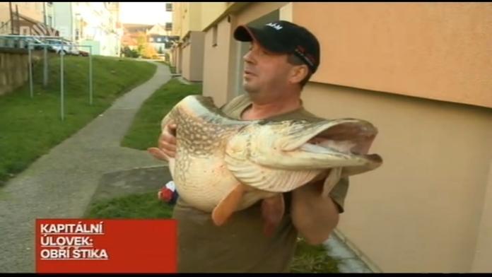 Rybář ulovil 125 cm dlouhou štiku. Zápasil s ní deset minut