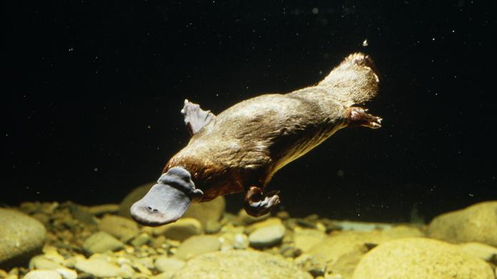 Oblíbené australské zvíře v ohrožení. Hrozí mu vyhynutí, varují vědci