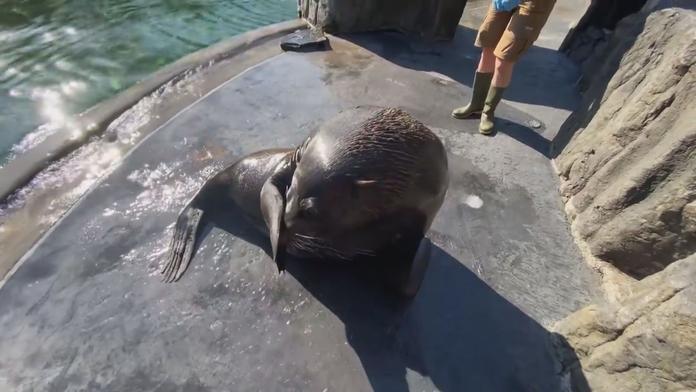 Pražská zoo pláče. Krátce po svých narozeninách uhynul oblíbený lachtan Meloun