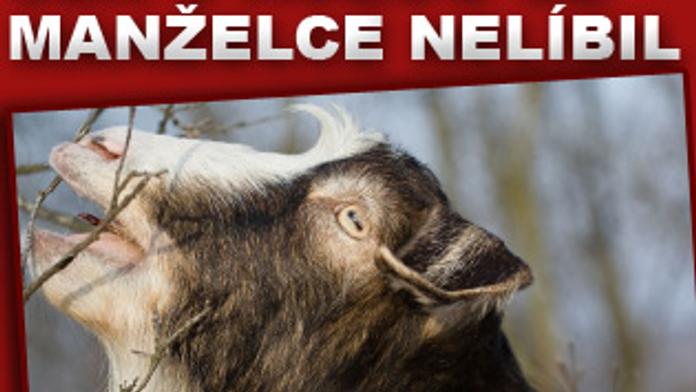 Sex s kozou se manželce nelíbil
