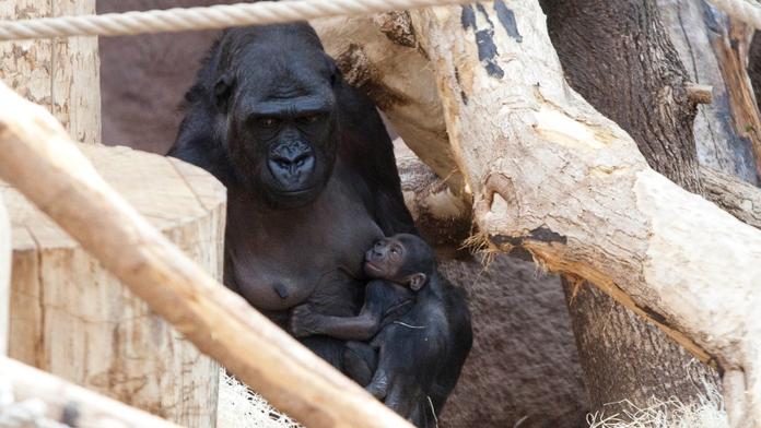 Karel Gott bude kmotrem gorilího mláděte z pražské zoo