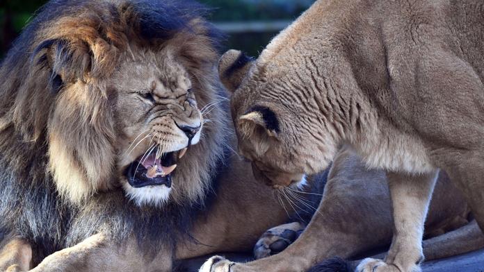 Tragédie v belgické zoo. Lev Nestor zadávil lvici Mayu z Česka, měli tvořit pár