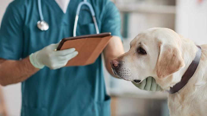 Klíšťata šíří novou psí nemoc. Labradora zabila za 5 dní, lék v Česku není
