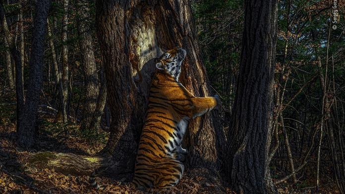 Fotografie tygra ussurijského zvítězila v soutěži o nejlepšího fotografa přírody
