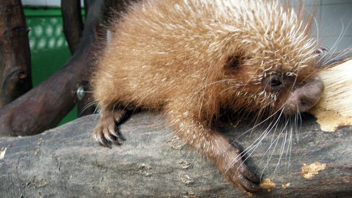 Ve zlínské zoo mají vzácný přírůstek - mládě kuandu obecného