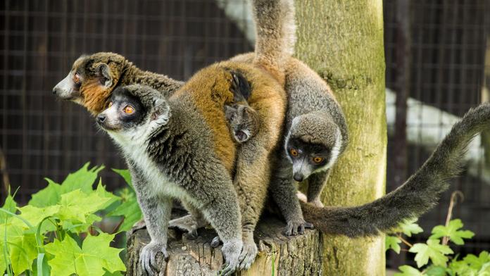 Přírůstek v ostravské zoo: Vzácní lemuři mají druhé mládě!
