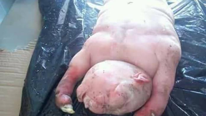 Je to ovce, nebo člověk?! Vesničany vyděsil jehněčí mutant