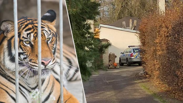 Útok tygra v Česku: Ruku pokousané ženy se nepodaří zachránit!