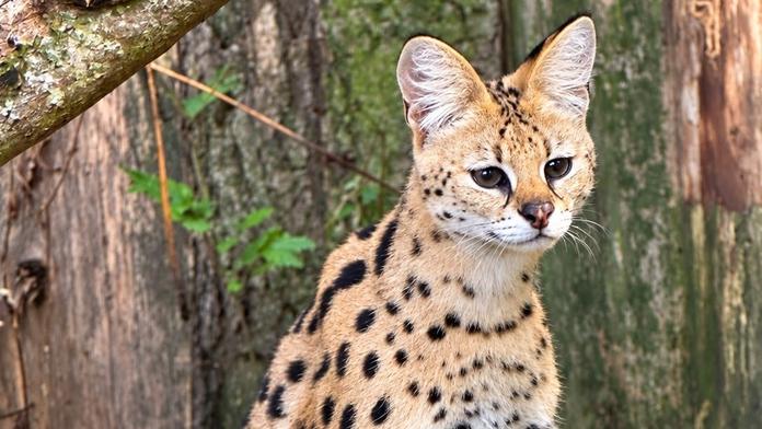 Ze zookoutku na Jihlavsku utekla šelma. Obec vydala kvůli servalovi varování