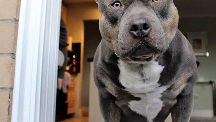 "Ano! Ne!" Pitbul odpovídá majitelce na otázky! VIDEO