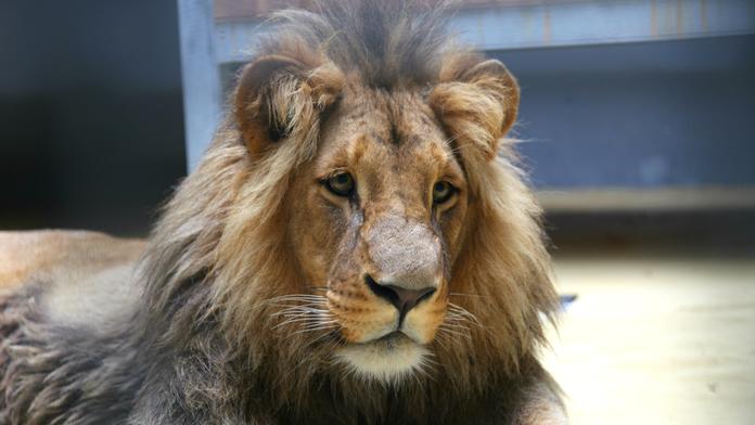 Vánoce v brněnské zoo: Narodila se tam mláďata lva konžského!