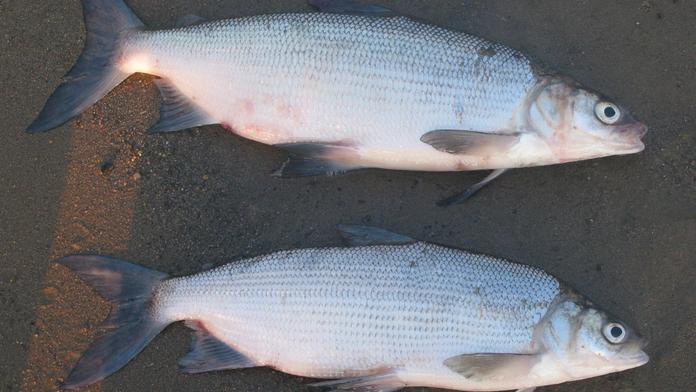 Na Lipně vymřeli vzácní síhové. Chyběla jim čistá voda