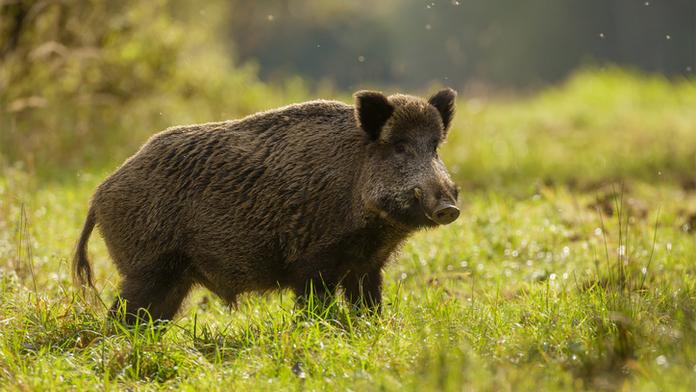 Myslivec při honu netrefil divočáka. Ten ho napadl a zabil
