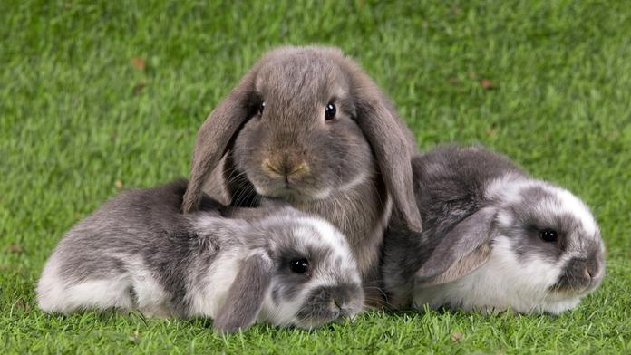 Kuřátka, slepičky i králíčci. Víkendová Snídaně s vámi oslaví Velikonoce
