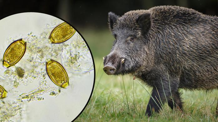 U mrtvého divočáka našli parazita svalovce, může zabít i člověka!