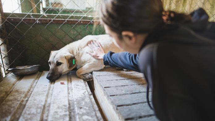 Zůstaňte s nimi až do konce, vzkazuje veterinářka majitelům psů