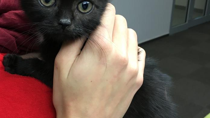 VÁNOČNÍ PŘÁNÍ: I tato zvířátka je mají! Chtějí najít rodinu