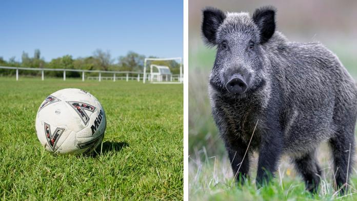Fotbalový klub prosí o pomoc. Někdo na jeho hřišti rozporcoval divočáka
