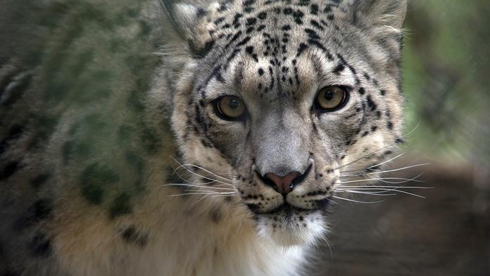 Samice levharta v zoo začala kašlat. Vyšel jí pozitivní test na covid-19