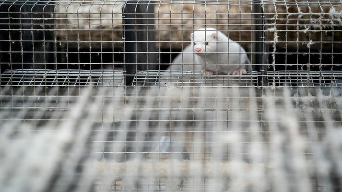 Polští norci mohou přenést zmutovaný koronavirus i na člověka