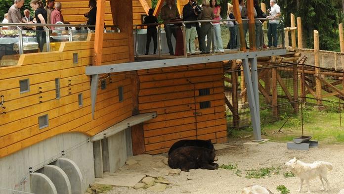 Návštěvníky pobouřil zraněný vlk ve výběhu medvědů. Zoo to vysvětluje