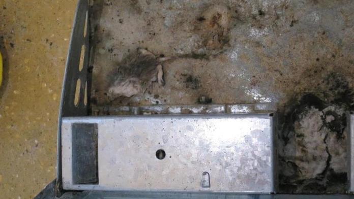 Zákazníkům měli říct, že slaví MDŽ. Pekárnu ale zavřeli kvůli myším