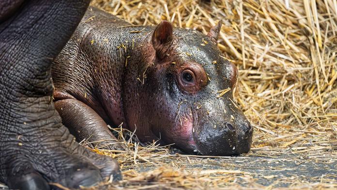 Zoo Dvůr Králové hlásí dva vzácné přírůstky. Hrocha a kriticky ohroženou žirafu