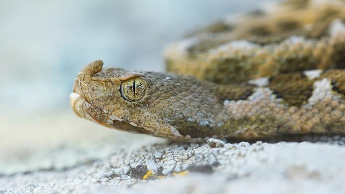 V Chorvatsku můžete narazit na jedovaté hady. Jeden druh se tam letos přemnožil