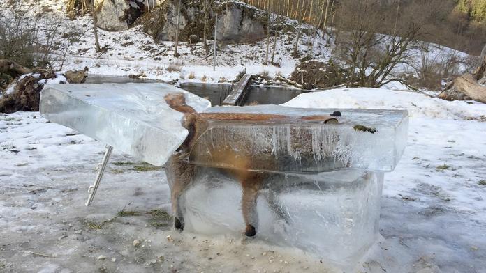 Myslivec z ledu vyřízl zmrzlou lišku! Drsné FOTO hitem internetu