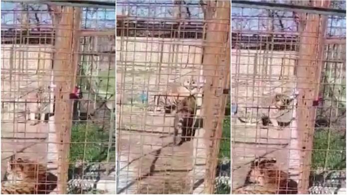Ženu v zoo na Slovensku napadl tygr! Do klece strčila ruku. VIDEO