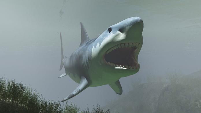Obří žralok Megalodon: 30metrové monstrum žije v oceánu, tvrdí lidé