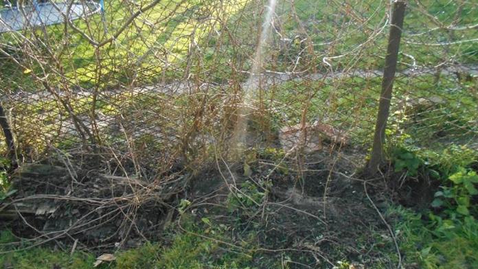 Padesátikilový pes se podhrabal pod plotem, pak se vrhl na dívku!