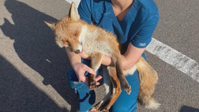 Nevozte živelně zvířata z Ukrajiny. Veterináři varují před zavlečením vztekliny
