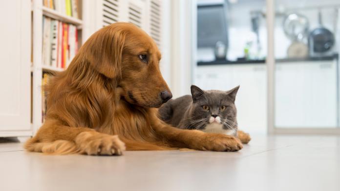 Jakmile začne váš mazlíček dělat tohle, utíkejte k veterináři!