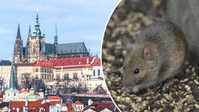 Pražský hrad zamořili hlodavci! Do akce musí deratizátor