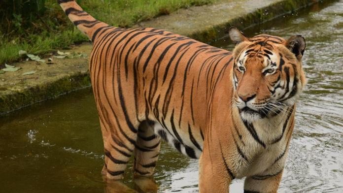 Zpráva o útěku šelem ze zoo byla mylná. V zahradě byl chaos