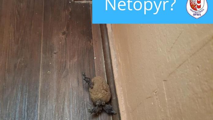 Mám doma netopýra, volal muž strážníkům. Ty nález dost překvapil