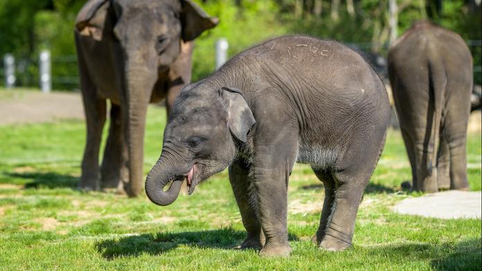 VELKÝ PŘEHLED cen českých zoo. Rodinám se výlet pořádně prodraží