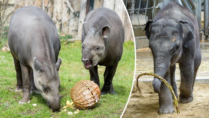 Velikonoční nadílku si v pražské zoo užila i zvířata! FOTO UVNITŘ