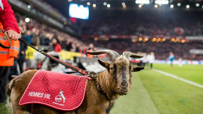 Odešel klubový kozel! Německý Kolín oplakává velkou ztrátu