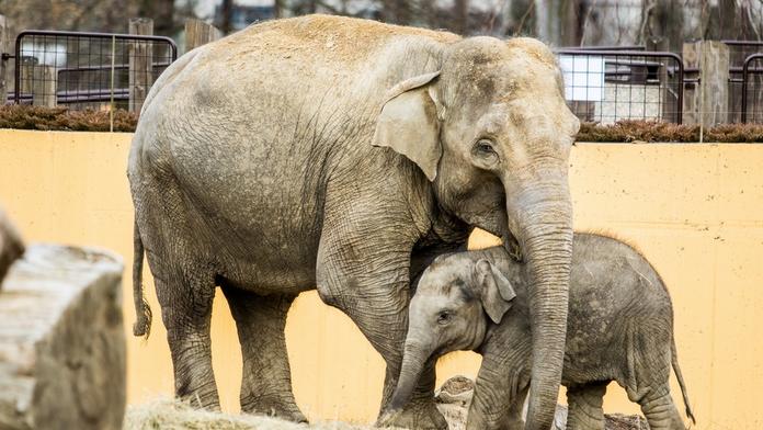 Slůně v ostravské zoo roste jako z vody! FOTO UVNITŘ