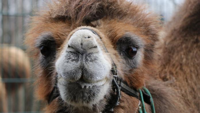 Smutek v plzeňské zoo. Uhynula známá velbloudice Josefína