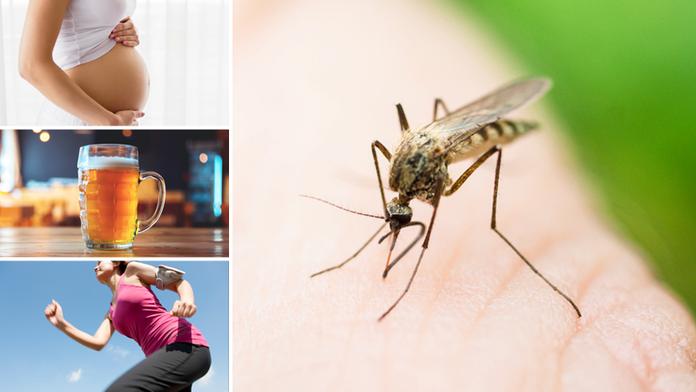 Pot, geny i pivo. Překvapí vás, co všechno k vám táhne komáry