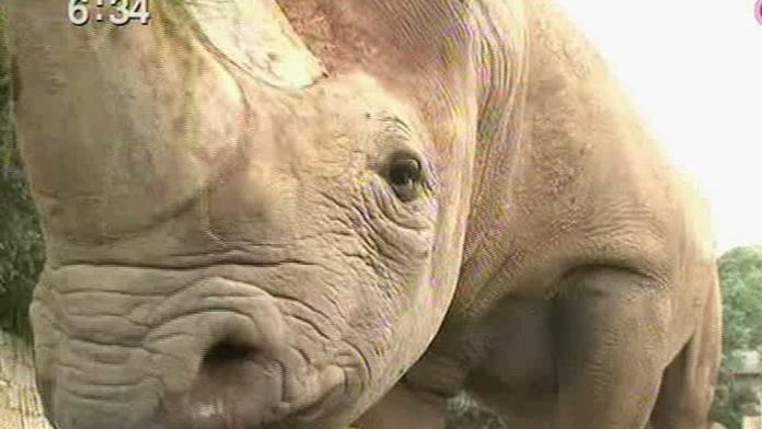 Bílým nosorožcům z královedvorské ZOO se v Keni daří dobře