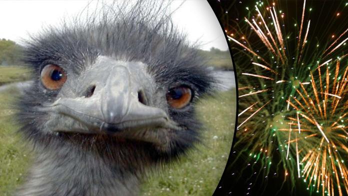 HYENY: Pštrosa Vendu zabili pyrotechnikou! Jen tak pro zábavu