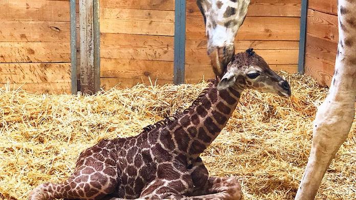 Žirafí babyboom v pražské zoo! Narodilo se už druhé mládě
