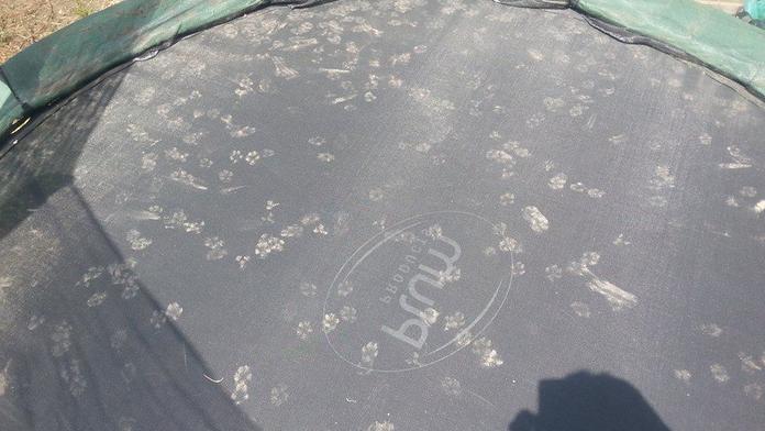 Muž našel na své trampolíně zvláštní stopy. Neuvěříte od koho