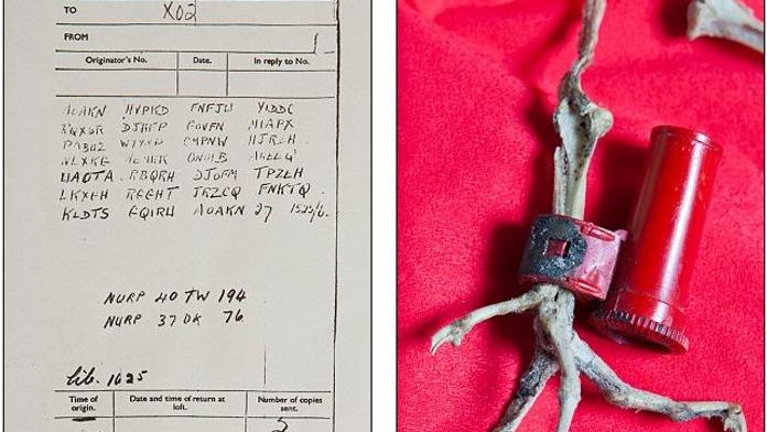 Holub donesl po 70 letech tajnou zprávu z války